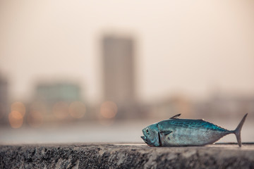 la vista desde la mente del pez