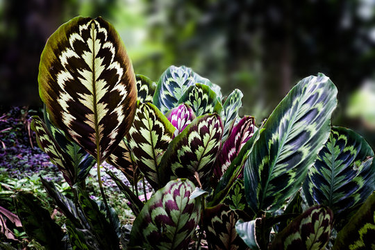 Flores de la selva