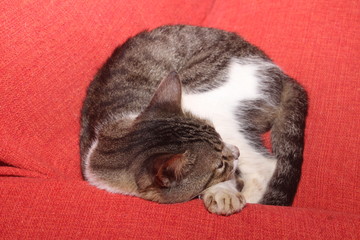 funny striped cat sleeping on a red sofa.