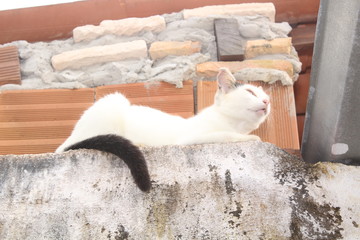 funny white cat on the fence.