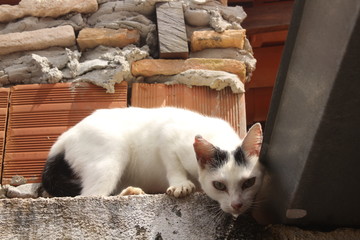 funny white cat on the fence.