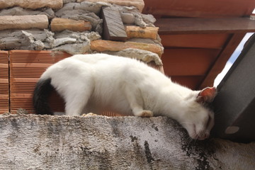 funny white cat on the fence.