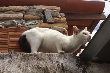 funny white cat on the fence.