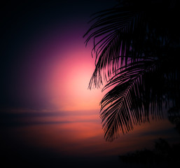 palm tree at sunset