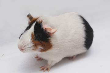 pet guinea pig looks at a white background