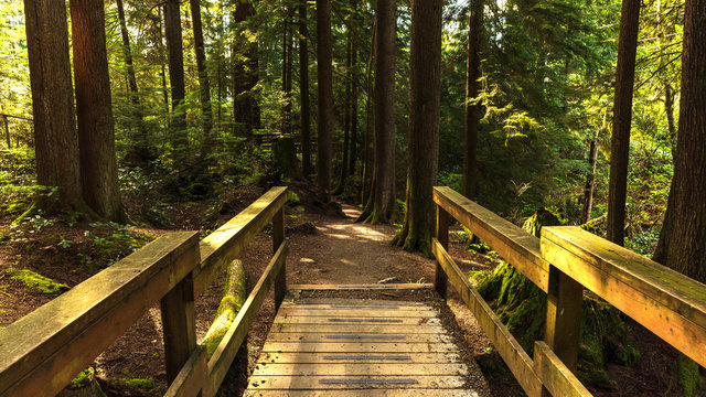 wooden bridge on forest loop trail in Belcarra Regional park
