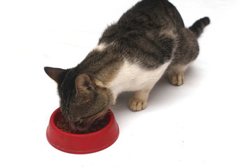 funny cat isolated on white background. 
eating food in red bowl.
