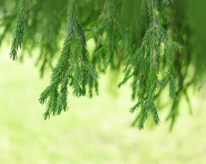 Fir tree branches close up. Nature environmental background from green pine branches with soft...