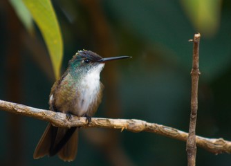hummingbird on a branch