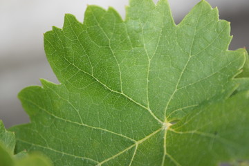 close up of green leaf