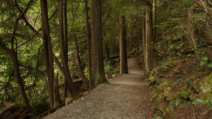 forest loop trail through tall trees at Sasamat Lake, Belcarra Regional Park, BC
