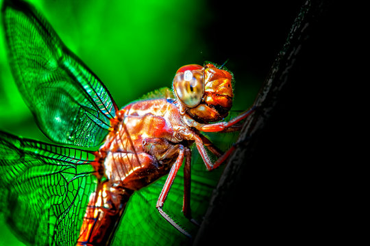 libelula topes de collantes guanayara cuba