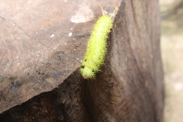 caterpillar walking on a tree trunk.
