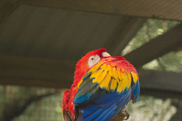 A shy scarlet macaw looking at the camera