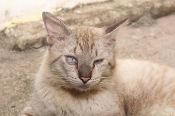 portrait of blue eyes funny cat.