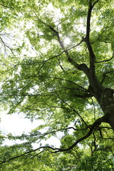 箱根の新緑の風景