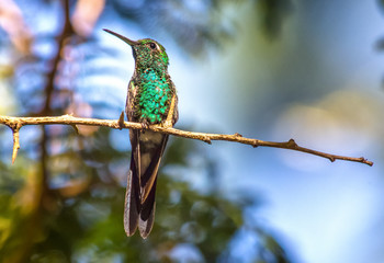 colibri © Miguel