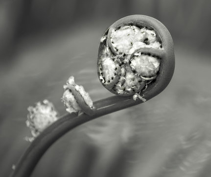 helecho topes de collantes cuba