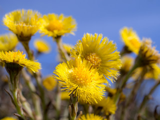 coltsfoot flowers in spring