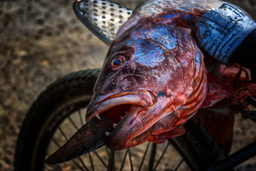 pescado