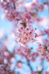 Sakura of Japan
