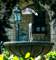 fuente en la habana vieja cuba