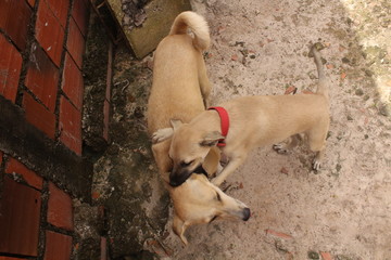 Portrait of funny dogs playing in free space.