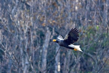 悠然と飛ぶオオワシの飛翔シーン