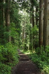 箱根の新緑の風景