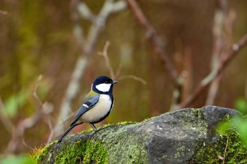 苔むした岩の上でくつろぐシジュウカラ