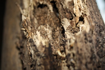 old wood 