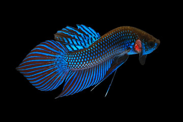 Blue wild betta fish, Siamese fighting fish, Pla-kad (Biting fish) isolated on black background.