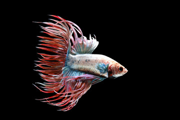 White red and blue crowntail , White red and blue betta fish, Siamese fighting fish, betta splendens (Halfmoon betta, Pla-kad (Biting fish) isolated on black background.