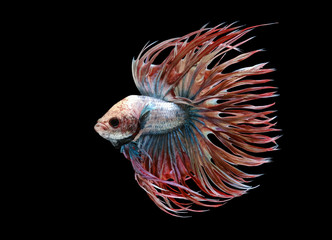 White red and blue crowntail , White red and blue betta fish, Siamese fighting fish, betta splendens (Halfmoon betta, Pla-kad (Biting fish) isolated on black background.