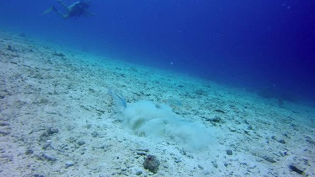 Slow motion shot of fish over sandy ocean floor, panning shot of aquatic animals in blue sea - Nusa Penida, Bali