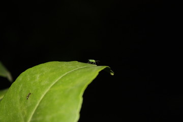 insect on leaf