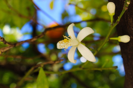 Orange Fruit Tree Blossom. Orange Flower Close Up. Macro.