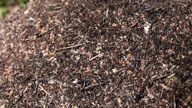 Many ants work on the anthill. slow motion