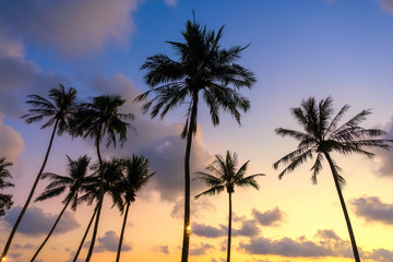 Fototapeta na wymiar The landscape of the evening scenery of coconut trees by the beach of Ko Kood, Thailand, Blue sky in a romantic and happy atmosphere, Holiday travel concept.