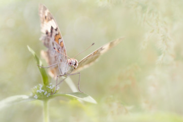 Close Up of Butterfly Called Painted Lady Vanessa Cardui - Amazing Macro Photo Series