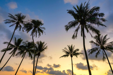 Fototapeta na wymiar The landscape of the evening scenery of coconut trees by the beach of Ko Kood, Thailand, Blue sky in a romantic and happy atmosphere, Holiday travel concept.