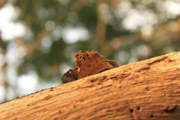 ants on a tree