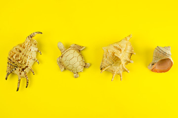 nautical theme, shells and turtle, the concept of a summer beach holiday, cruise and sea travel, sunny mood and relaxation