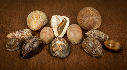 All types of sea shells