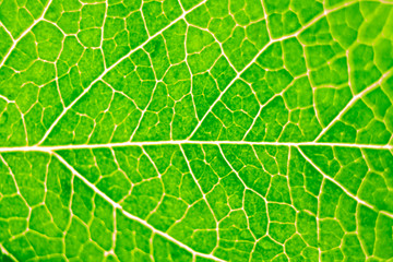 abstract green natural background, macro image of tree leaves, magnification and approximation, concept of nature and ecology, flora and botany