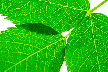 green fresh leaves in macro approximation, the concept of nature and naturalness, natural background, spring and summer theme, ecology and flora