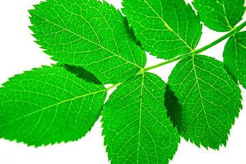 green fresh leaves in macro approximation, the concept of nature and naturalness, natural background, spring and summer theme, ecology and flora