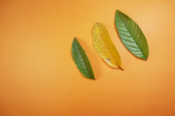 Pattern guava leaves isolated on orange background