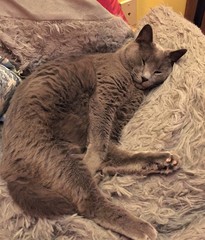 A gray Russian Blue cat sleeping with it's belly exposed 
