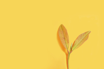 Shoots of guava leaves isolated on yellow background.